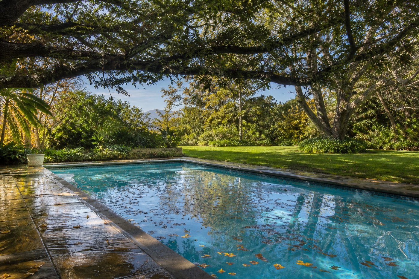 Swimming pool in a leafy Southern Suburbs Cape Town garden with mature oak trees